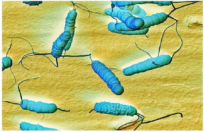 The bacterium Helicobacter pylari
