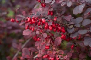 Barberry season: how to use it to lose weight and to diversify the menu
