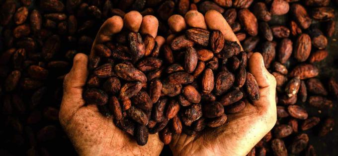 Cocoa cocoa bean boby-