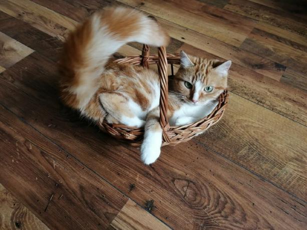 I'm not so much concerned with the question of why so many evil people on the Internet, but the fact why my red-haired assistant ready to bite the hand if you touch the basket.