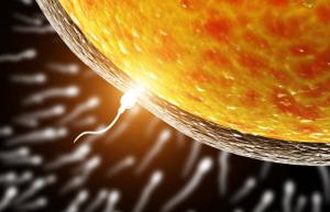 Ovum chooses sperm for fertilization, and not vice versa: scientists