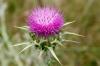 Healing recipes thistle