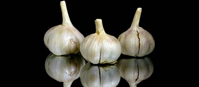 Garlic - garlic