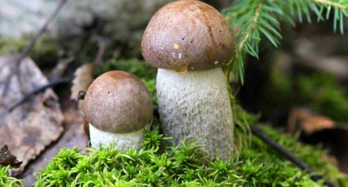 Podberozovik - birch mushroom