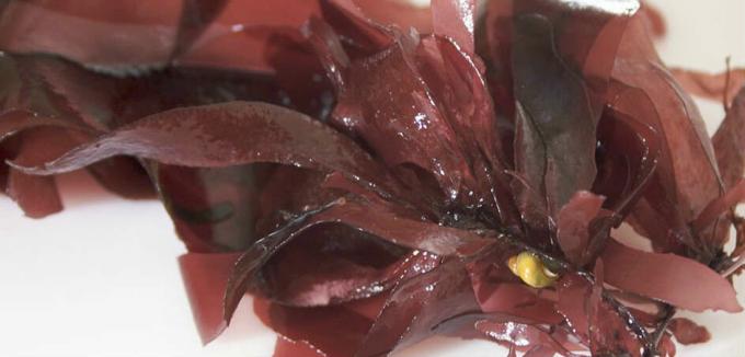 Red seaweed - red seaweed