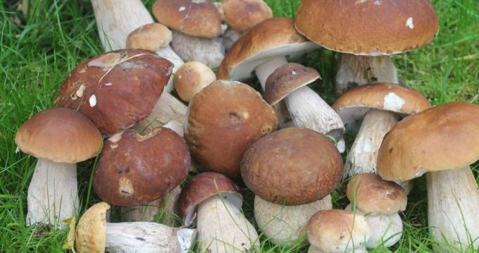 Mushrooms - boletus