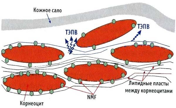 Humectants structure of the stratum corneum. The water in the stratum corneum calmly walks, but only between the lipid layers, and the remaining water is retained NMF and keratin. As I said above, the moisture - a rather complex mechanism