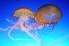 How to give first aid for jellyfish stings