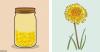 7 of useful properties of tea from dandelions