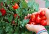 6 surprising health benefits of tomatoes