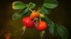 How to clean the liver using rosehip