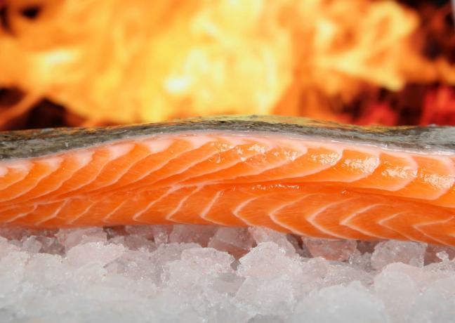 Salmon - salmon