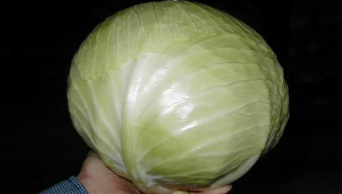 Cabbage - cabbage