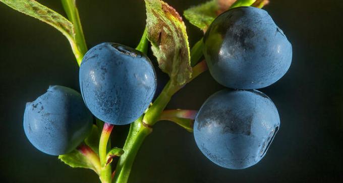 Blueberries - blueberry