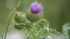 How to use milk thistle in liver diseases
