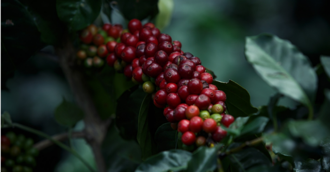 Coffee cherries - coffee cherries 