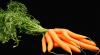 11 properties of carrot