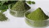 Moringa - a plant that prevents health problems!