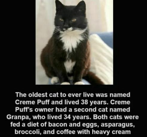 Cat creme puff - Creme Puff