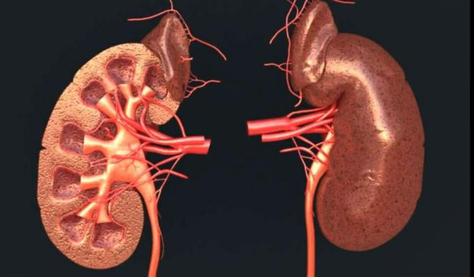 Kidneys - kidney