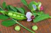 Peas: useful and harmful properties