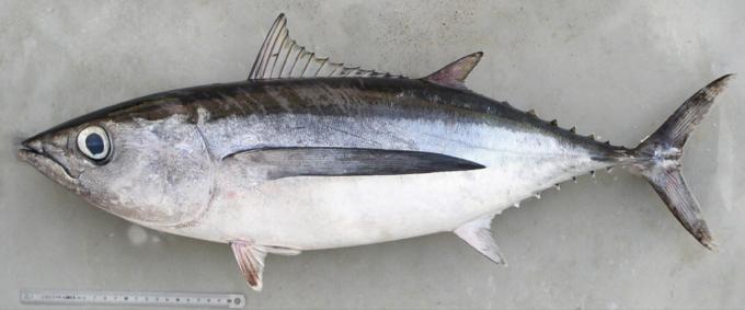 White tuna
