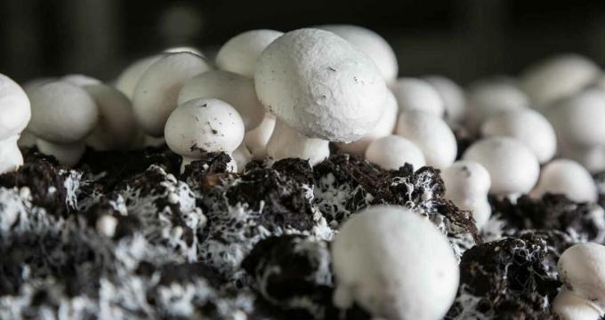 Mushrooms - champignon mushroomy