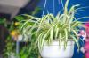 7 houseplants for perfectly clean air at home