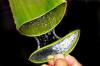 Do you have aloe vera anti-tumor effect? Hint: yes!