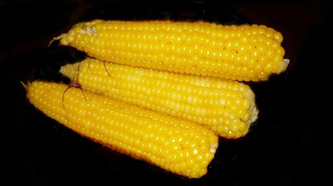 Corn - corn