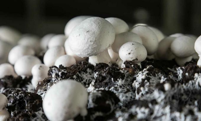 Mushrooms - mushrooms