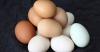 Dispelled the myth of the controversial harm eggs