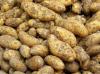 How to choose a safe potatoes: 13 tips