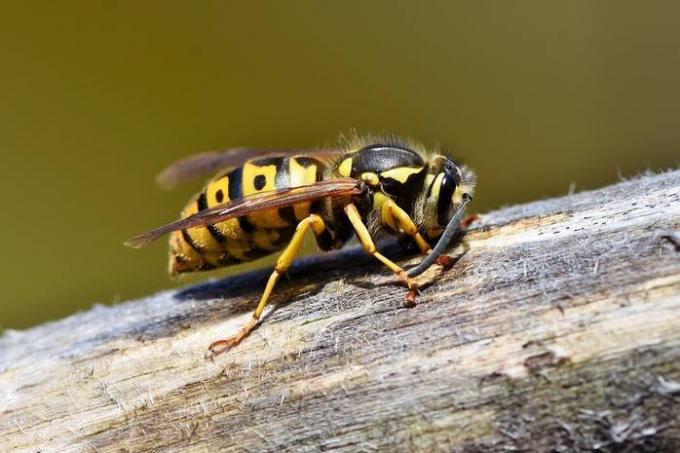 Bitten by a wasp: how to help your child
