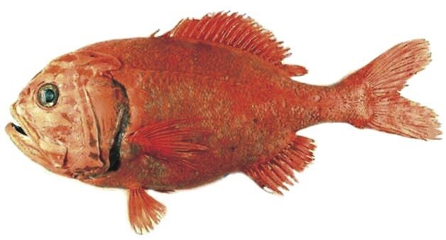 bighead fish