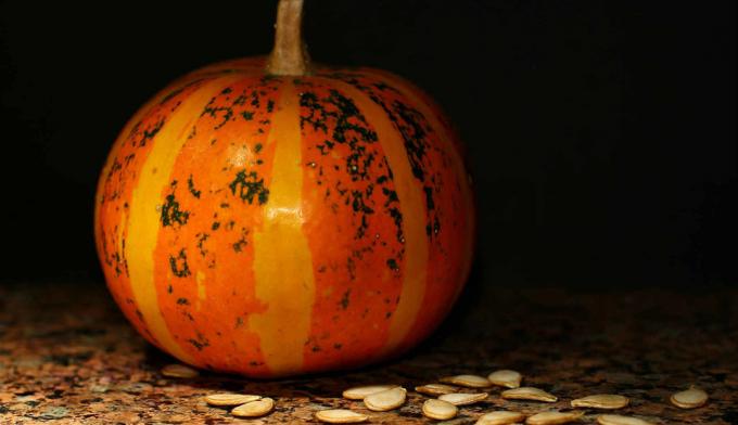 Pumpkin - pumpkin