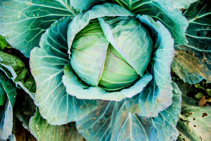 Cabbage - 