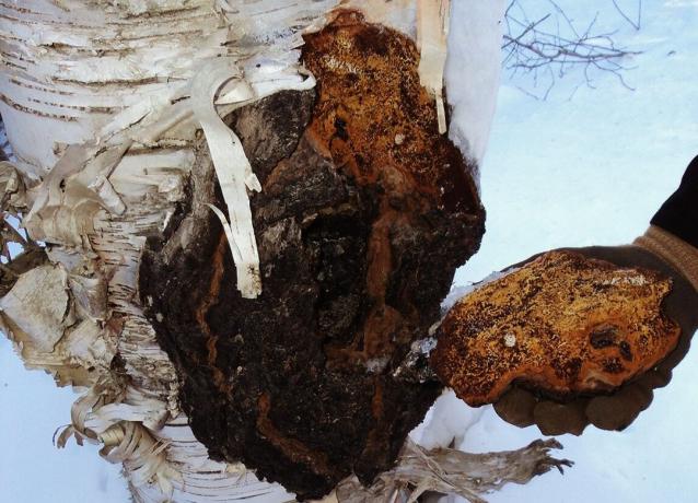 Here is the Chaga. In the regions of Siberia, it can be bought for 150-200 rubles / kg. And in Canada is good sell no less than US $ 20