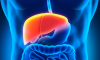 How to clean the liver and maintain body health