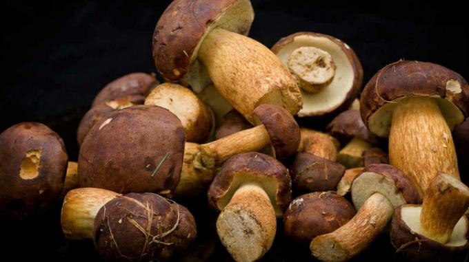 Mushrooms - mushrooms